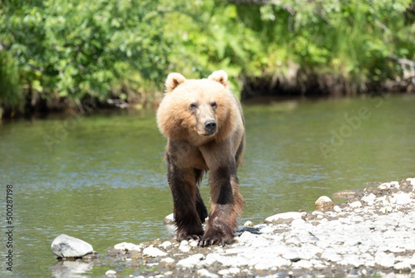Obraz Kodiak Bear
