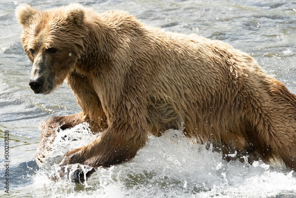 Obraz Kodiak Bear