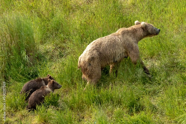 Obraz Kodiak Bear