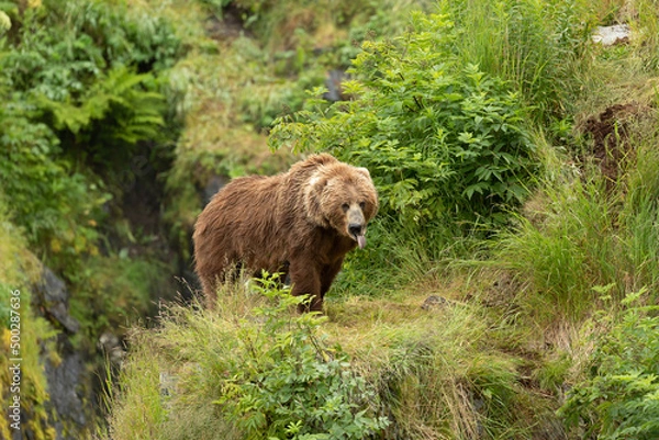 Obraz Kodiak Bear