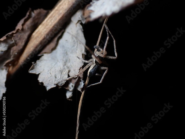 Fototapeta Philodromus dispar male side view