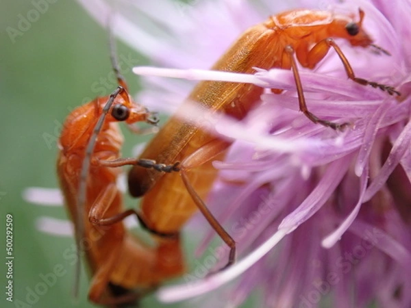 Fototapeta Rhagonycha fulva copulating close
