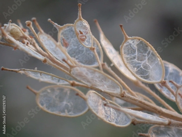 Fototapeta Berteroa incana bunch of empty fruits