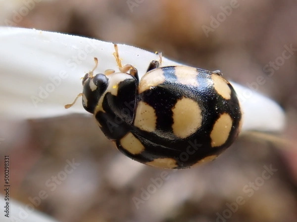 Fototapeta Coccinula quatuordecimpustulata side view