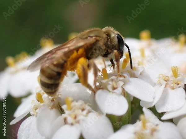 Obraz Halictus sp. sucking nectar