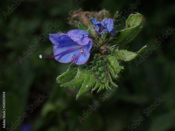 Fototapeta Blueweed Echium vulgare