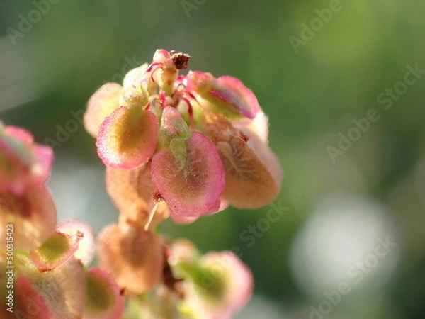 Obraz Rumex acetosa fruits close