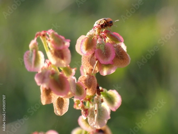 Fototapeta Rumex acetosa seed buds with undetermined beetle
