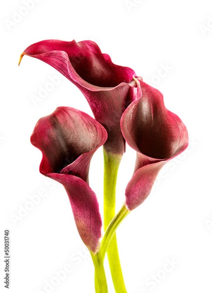 Fototapeta calla lilies