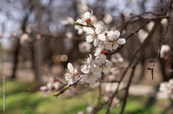 Fototapeta Fruit tree blooming in spring in the park