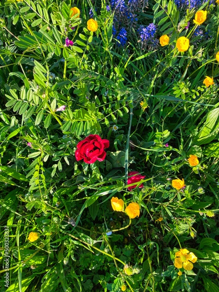 Obraz wilde Blumenwiese