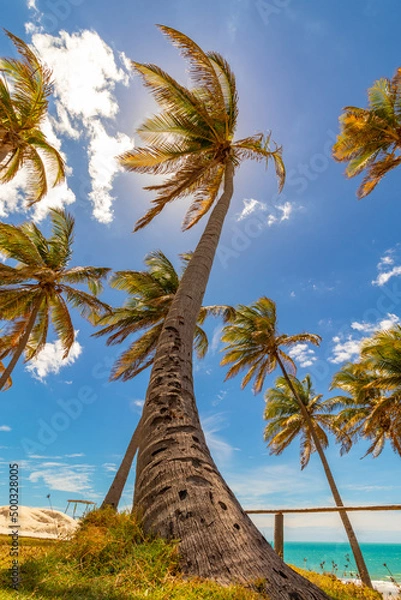 Fototapeta Coconut trees
