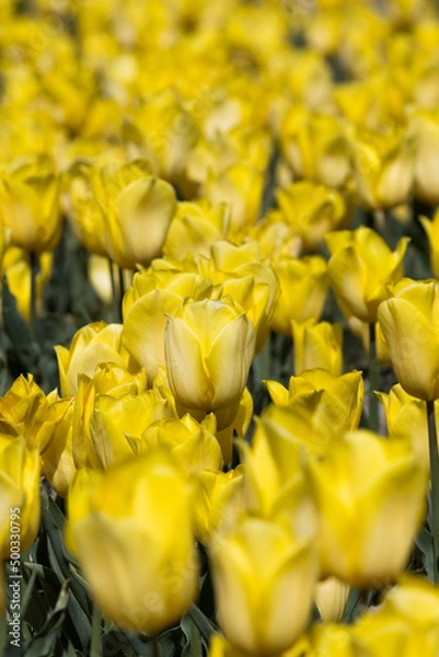 Obraz yellow tulip flower