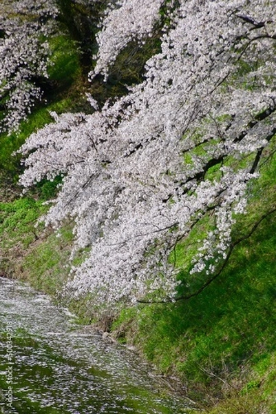 Fototapeta 山形城跡・霞城公園の桜（山形県・山形市）