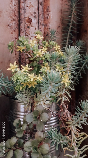 Obraz cactus in a pot