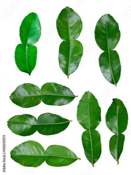 Obraz Isolated kaffir lime leaves for your work