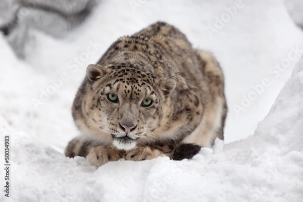 Fototapeta Snow leopard