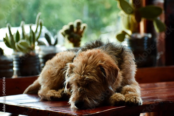 Fototapeta Perro descansando