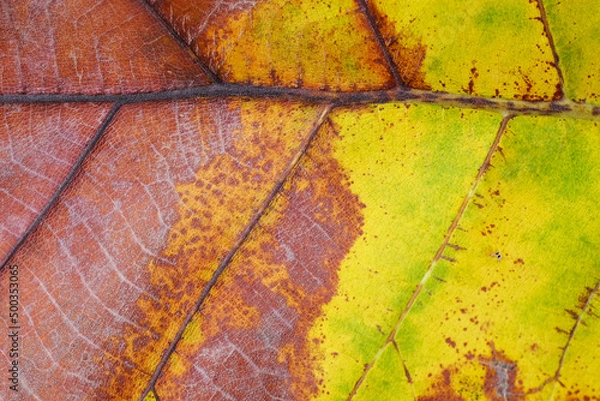 Fototapeta autumn leaf texture ( teak leaf )