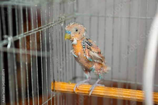 Fototapeta Budgerigar got sick. Pet budgie without feathers in cage at home. Little parrot with health problem.