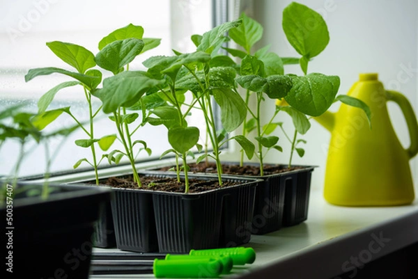 Fototapeta Box with seedlings is on windowsill at home. Growing vegetables eggplant sprouts from seeds at home.