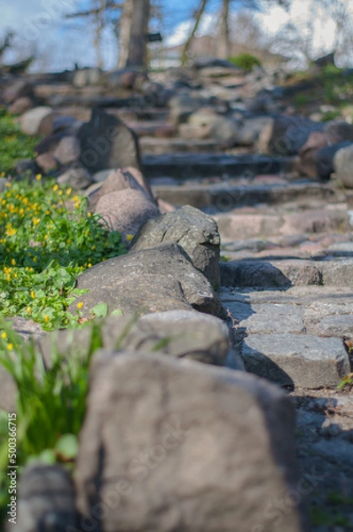 Obraz rocks in the forest