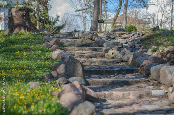 Fototapeta elephant and tree