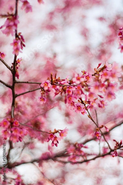 Obraz pink cherry blossom
