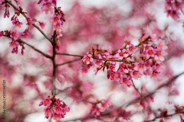 Fototapeta pink cherry blossom