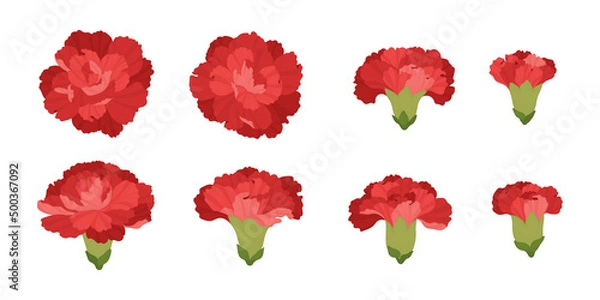Obraz Set of red carnation blooming flowers illustration.