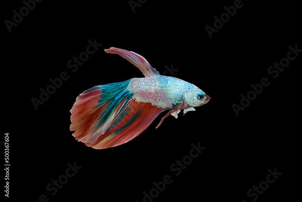 Obraz Siamese fighting fish. Betta fish, betta splendens isolated on black background.