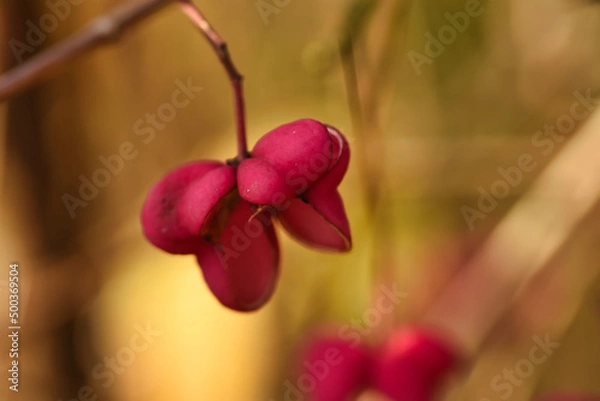 Fototapeta red plant