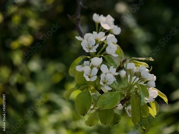 Obraz Cherry Blossom 