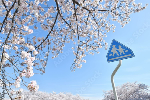 Fototapeta 春の通学路