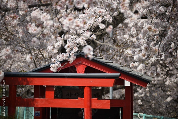 Fototapeta 小さな祠と桜