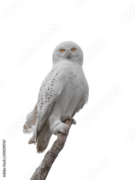 Fototapeta snowy olw isolated on white background