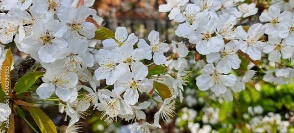 Obraz Wild Cherry bloom