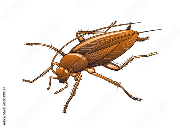 Obraz cockroach clipart