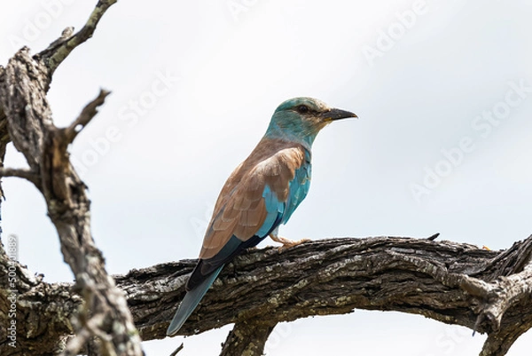 Obraz A European roller on a perch