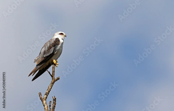 Obraz Black winged kite on a perch.