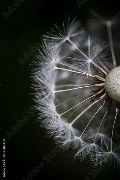 Obraz Pusteblume Hintergrund