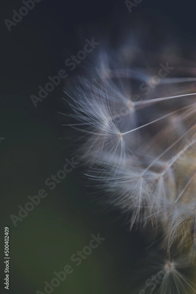Obraz Pusteblume Hintergrund