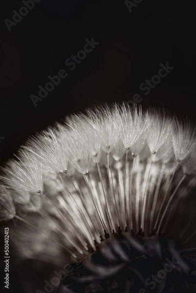 Obraz Pusteblume Hintergrund