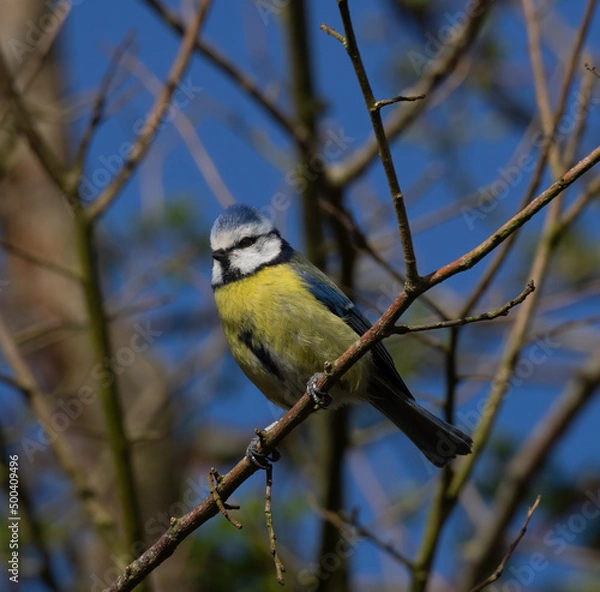 Obraz blue tit
