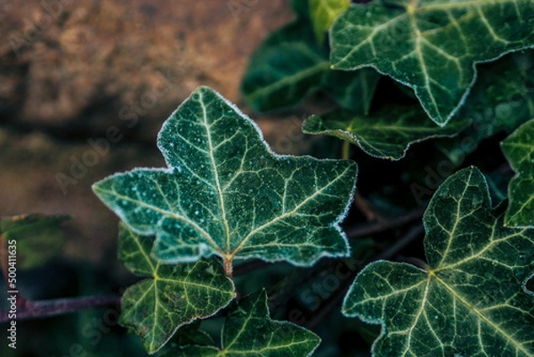 Fototapeta OLYMPUS DIGITAL CAMERA