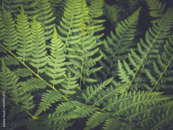 Fototapeta OLYMPUS DIGITAL CAMERA