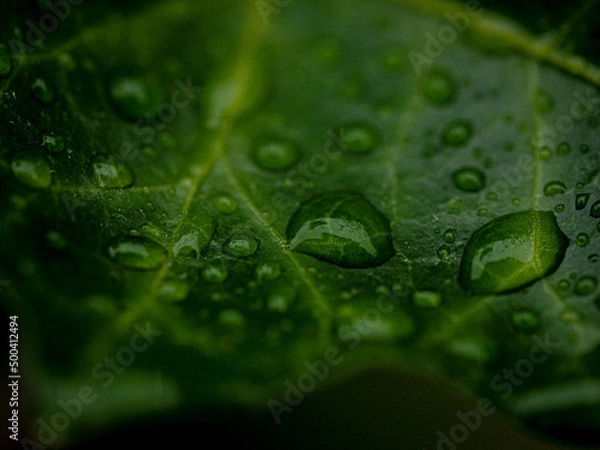 Fototapeta OLYMPUS DIGITAL CAMERA