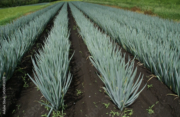 Obraz ねぎ畑SONY DSC