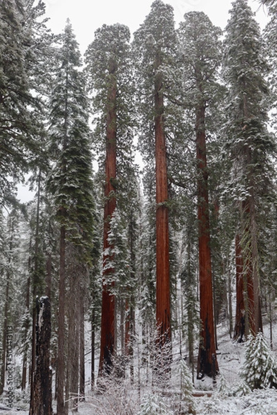 Obraz forest in winter