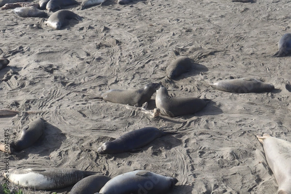 Obraz dog on the beach